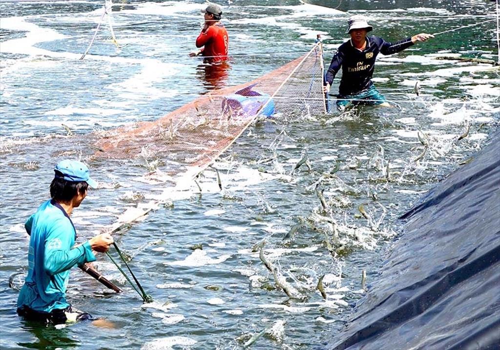 Developing the super-intensive shrimp farming model in Bac Lieu province
