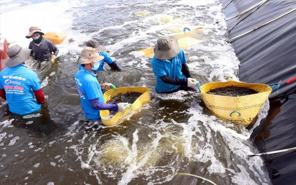 Soc Trang Shrimp output in 2022 reached 353 thousand tons